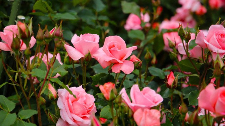 Pink roses in full bloom