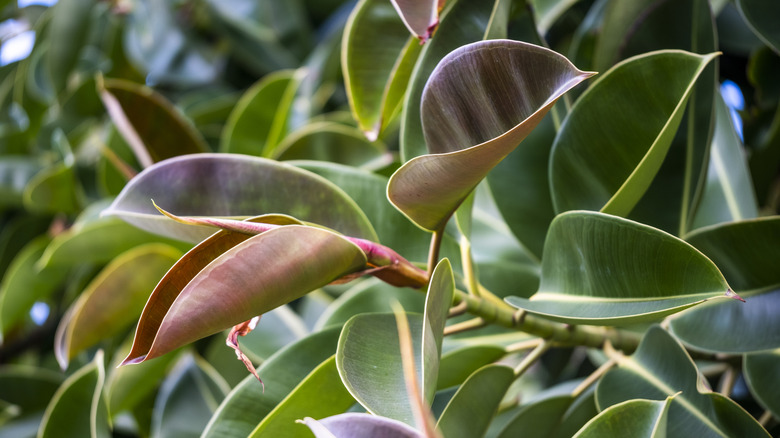 Ficus elastica, AKA rubber plant