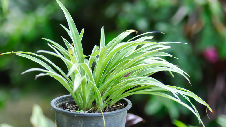A potted spider plant grows vibrant and green
