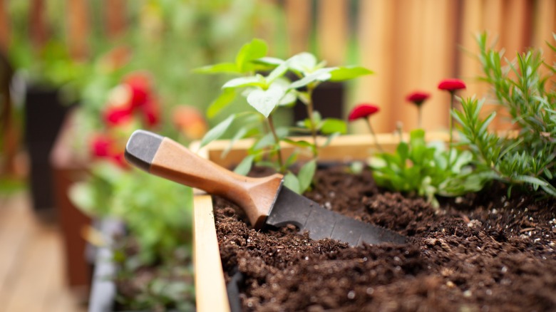 hori hori gardening tool sticking out of soil with a wooden handle.
