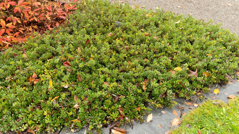 Manzanita shrub sprawling as a ground cover plant in the garden