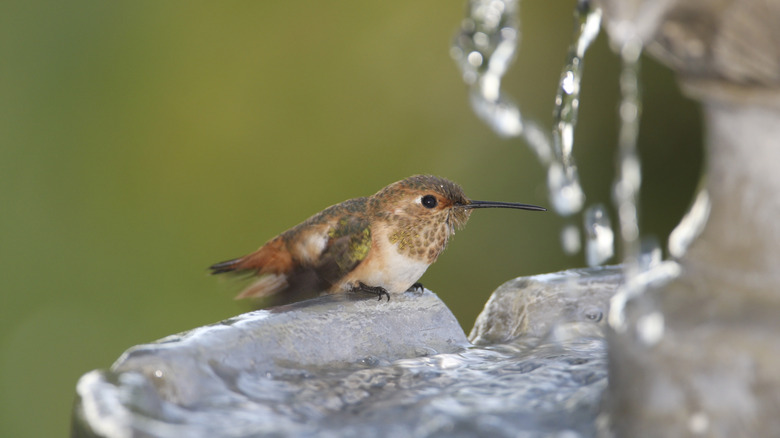 Hummingbird on the bird bath