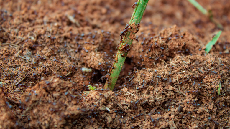 Ants crawling on plants in garden