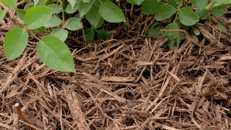 Roses surrounded by cedar mulch