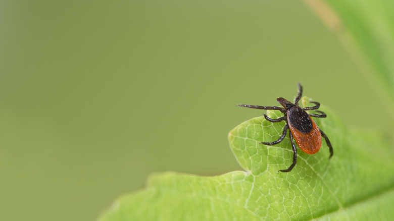 Closeup of deer tick on leaf