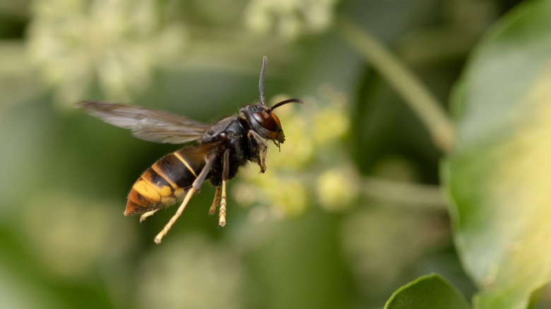 Asian hornet mid-flight