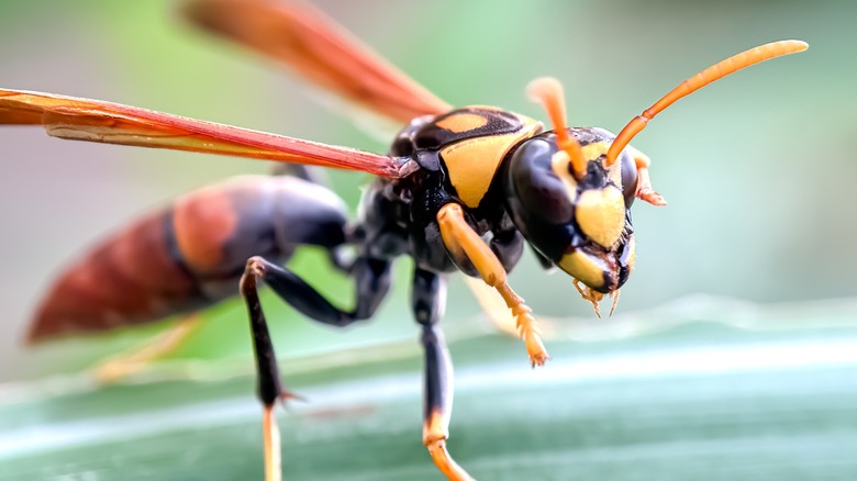 Asian hornet closeup
