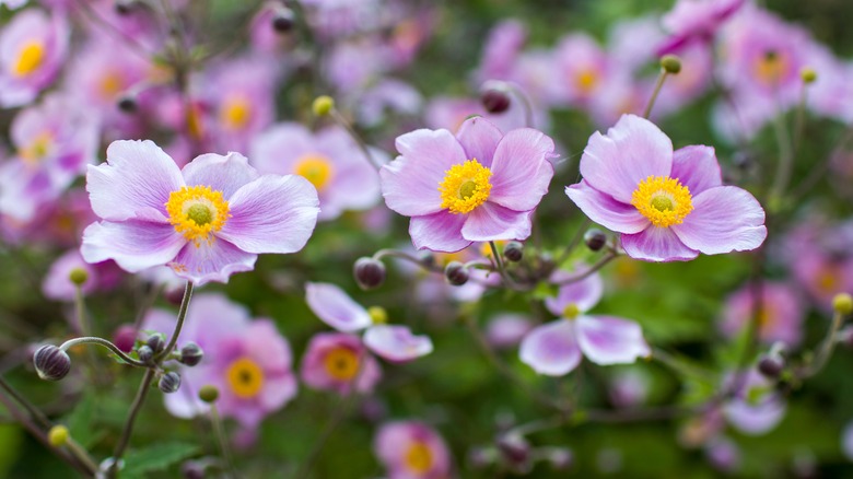 purple Japanese anemone flowers