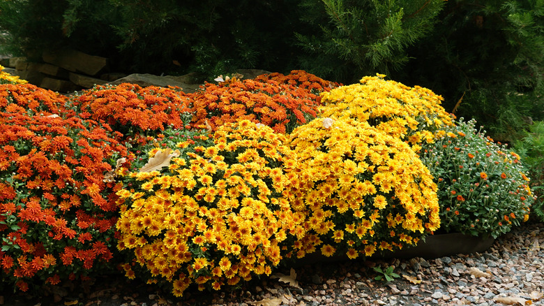 flowers blooming in a fall garden