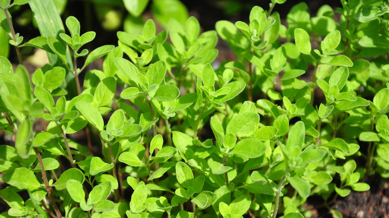 Green marjoram leaves in the sunlight.