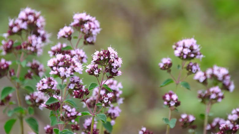 flowering sweet marjoram with lavender blossoms.