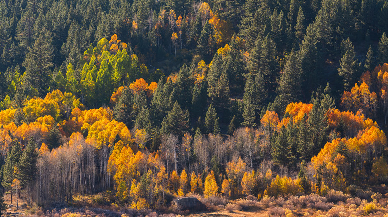 gold and green foliage on trees in Hope Valley