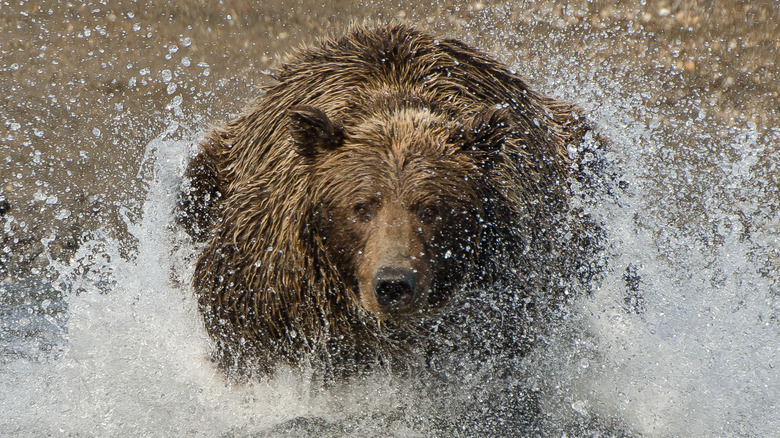 A grizzly charging through the water