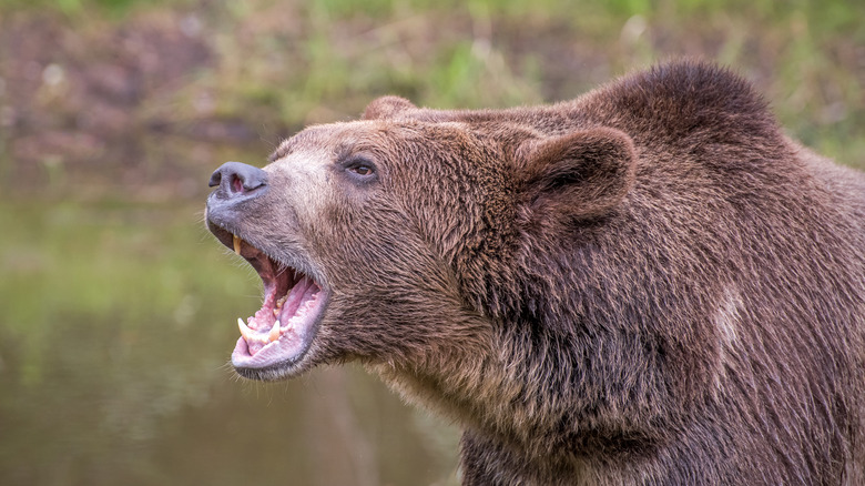 A grizzly bear roaring