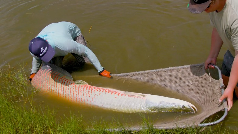 Josh Jorgensen catching an arapaima
