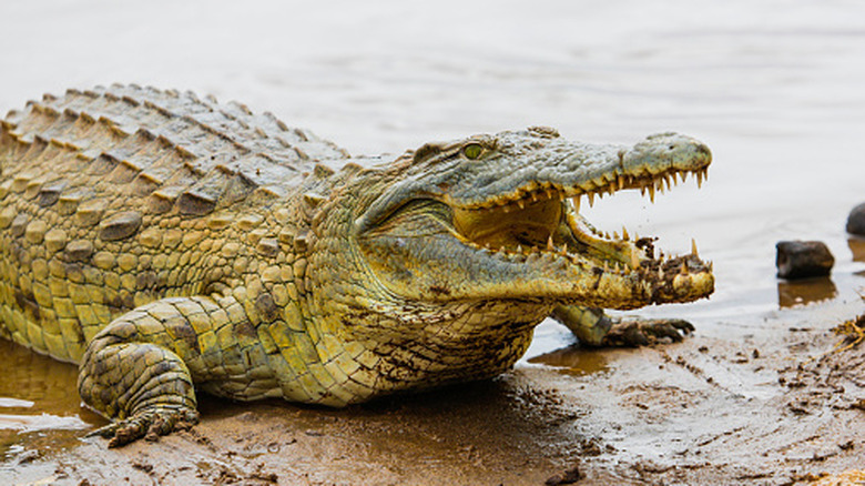 Nile crocodile