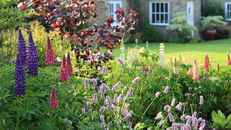 flowering plants with a house and yard in the background