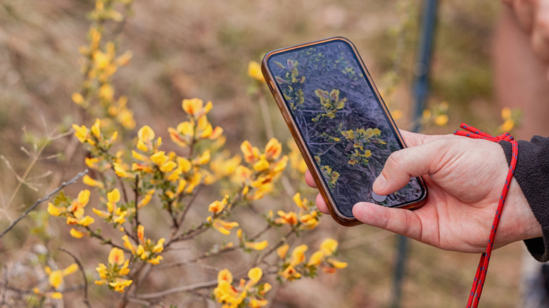 person identifying plant with a phone image app