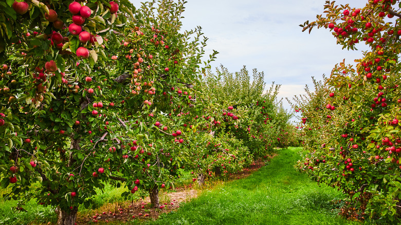 An apple tree orchard in bloom