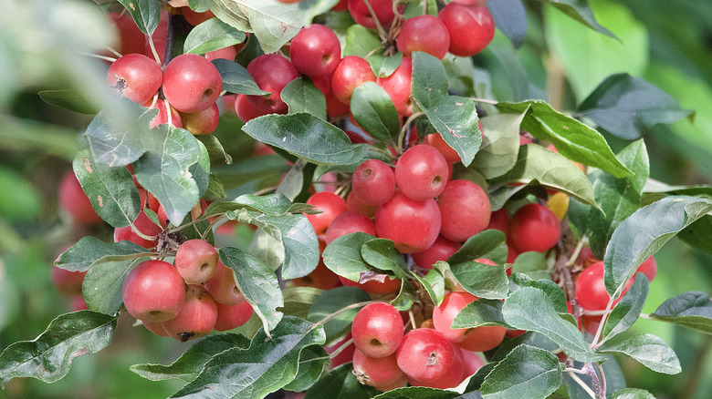 red crabapples on tree