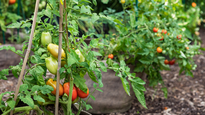 Tomato plants in fabric grow bags