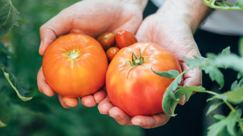 Hands holding just-harvested tomatoes