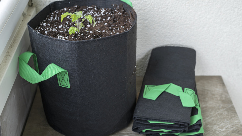 Tomato seedling planted in a fabric grow bag with handles