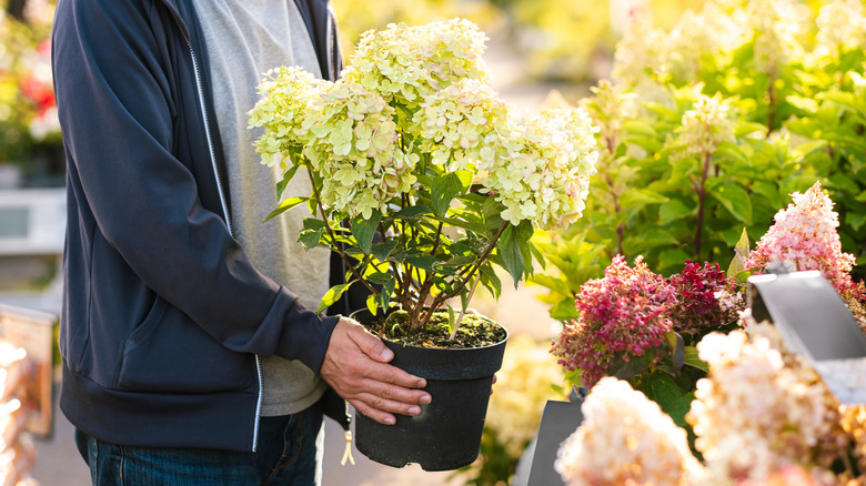 Man holds hydrangea pot in a shop