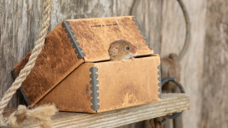 mouse peeking out of a box in a shed