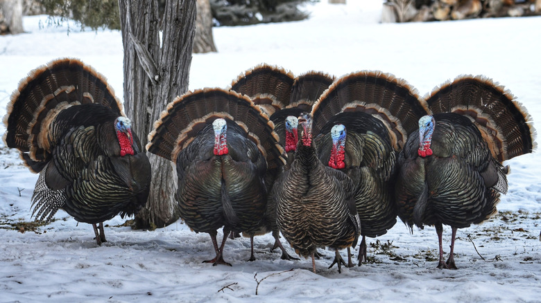 Wild Tom turkeys standing on a thin dusting of snow