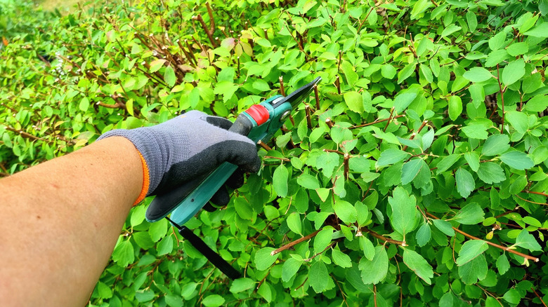 Gardener trimming bushes