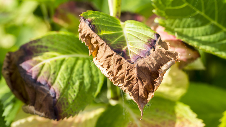 A brown and damaged hydrangea leaf
