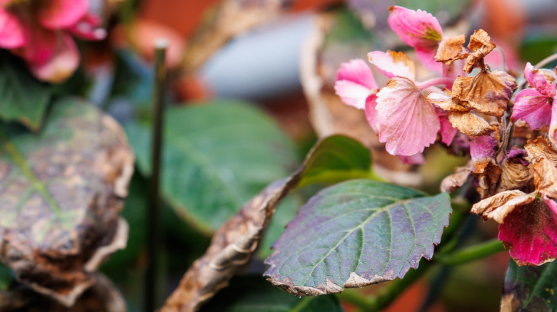 A hydrangea browning from too much light