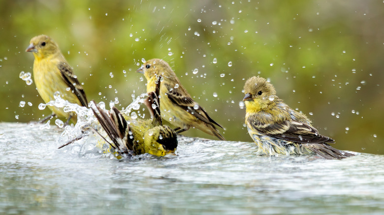 finches splashing in water