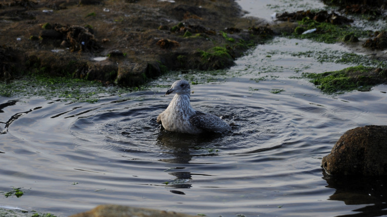 Juvenile herring gull bathes in a rock pool