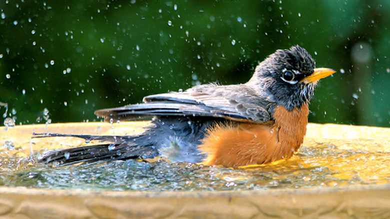Robin in a birdbath