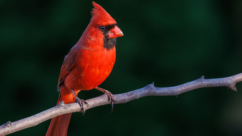 Cardinal on branch