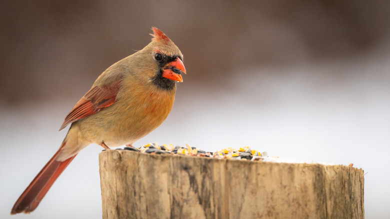 cardinal eating seed