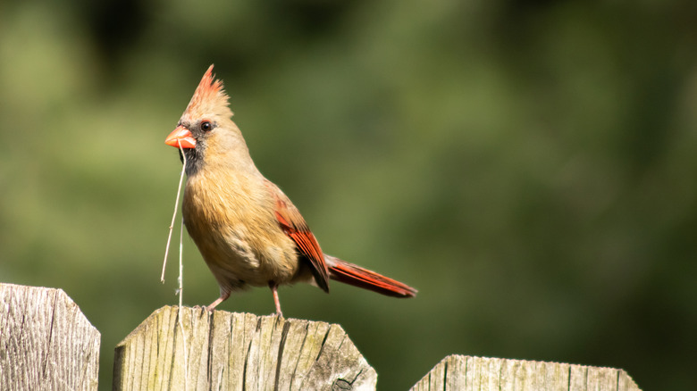 Female cardinal with a length of straw in its beak