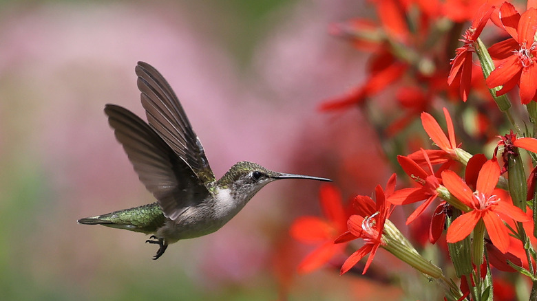 hummingbird feeding on royal catchfly