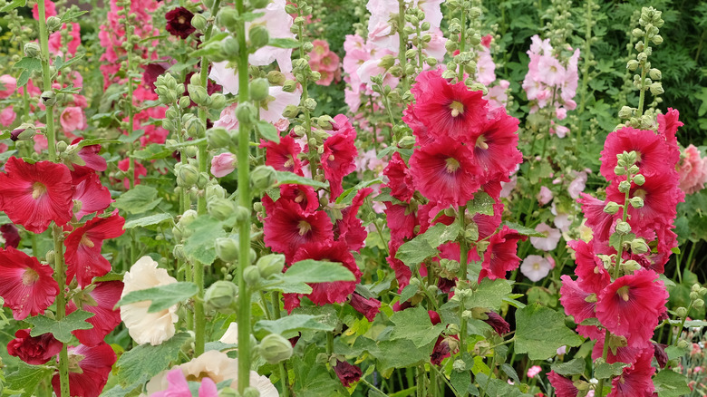 Red and pink hollyhock blooming in a garden