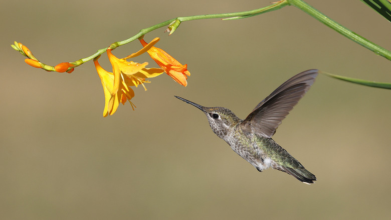 Anna's hummingbird approaching a flower