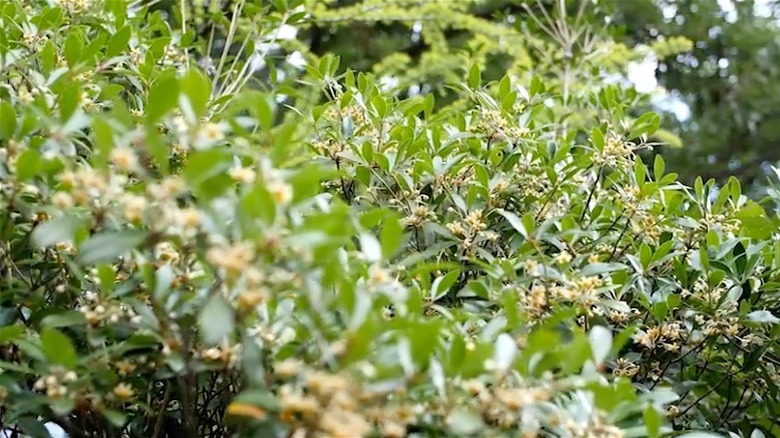 Cleyera Japonica shrub