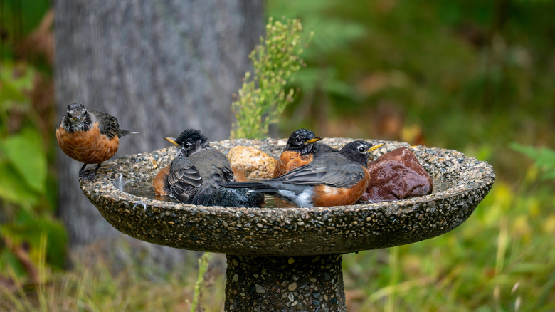 Several birds in a backyard birdbath
