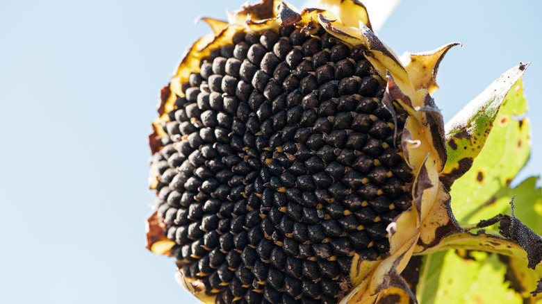 Sunflower with black seeds