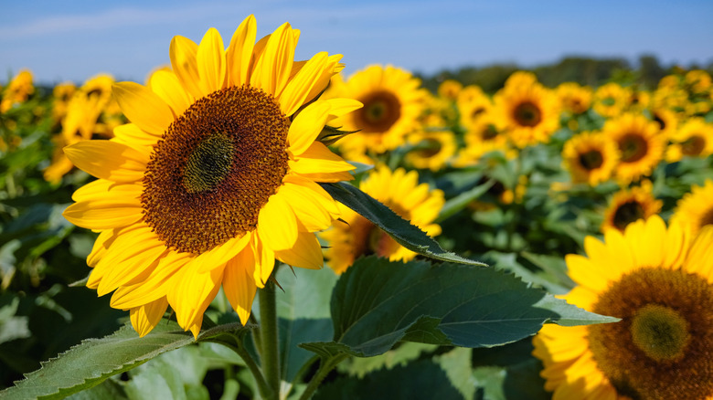 Field of sunflowers