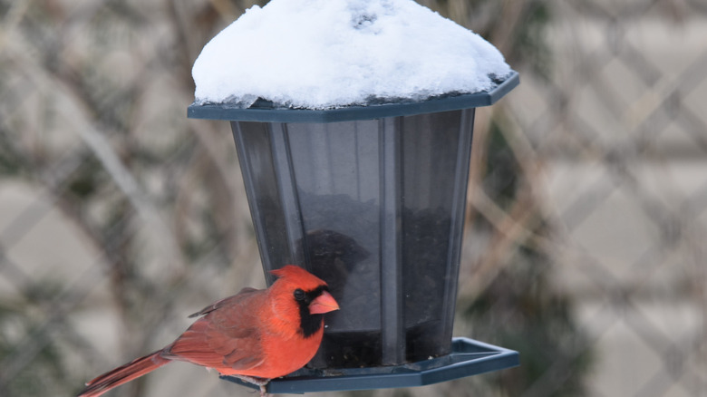 Cardinal at bird feeder in winter