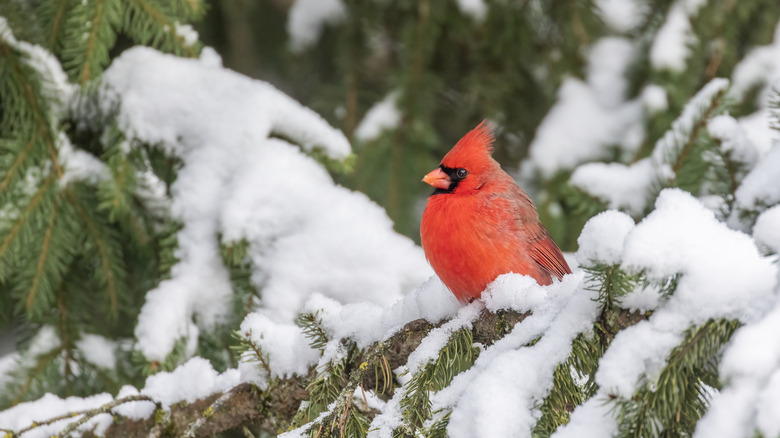 Cardinal sitting on snow covered branch