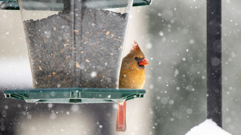 Female cardinal at a bird feeder as snow falls