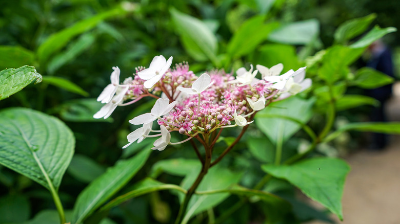 Blooming 'Invincibelle Lace' hydrangea plant